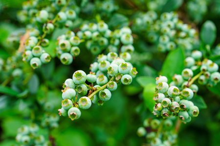 Unripe Blueberries on the Bush A Promise of Summer s Sweetness and Healthy Livingの写真素材