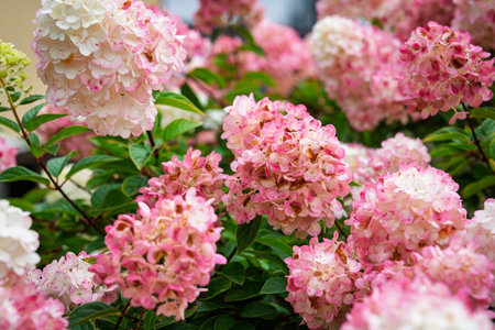 Pink Hydrangea Paniculata Blooms A Floral Symphony of Delicate Beauty and Eleganceの写真素材