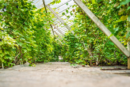 Lush Green Vines Growing Inside a Greenhouse with Natural Light and Wooden Structureの写真素材