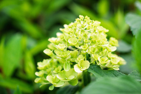 Lush Green Hydrangea Blossom Captivating Beauty and Unfolding Bloom, Perfect for Backgroundsの写真素材