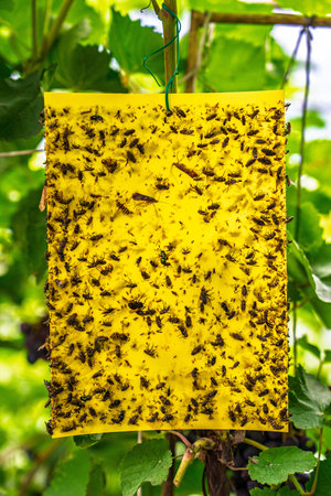 Sticky Insect Trap Yellow Pest Control with Caught Insects in a Vineyard Settingの写真素材