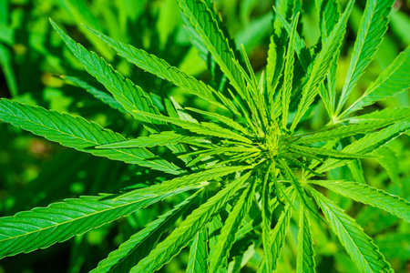Lush Green Cannabis Plant A Natural and Organic Source for Medicinal Uses and Recreation