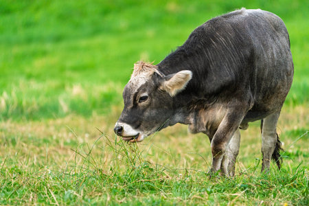 Grazing Gray Cow in Green Pasture A Serene Rural Scene of Livestock Farming and Agricultureの写真素材