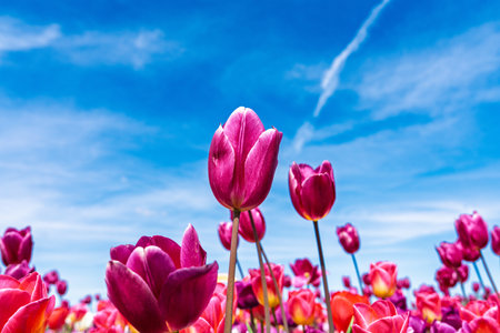 Vibrant Tulip Field Under a Bright Blue Sky A Springtime Floral Extravaganzaの写真素材