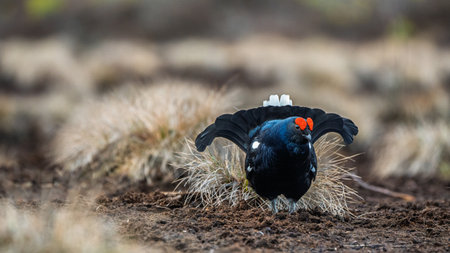 Majestic Black Grouse Displaying on Moorland, a Wildlife Spectacle in Natural Habitatの写真素材