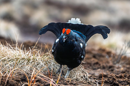 Majestic Black Grouse Displaying in Natural Habitat, Ground-Level View, Open Wings, Wildlifeの写真素材