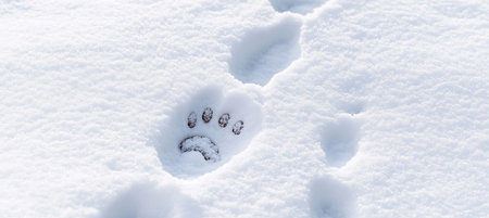 Animal Paw Prints in Fresh Snow on Winter Landscape, Natural Texture Background Detailの素材