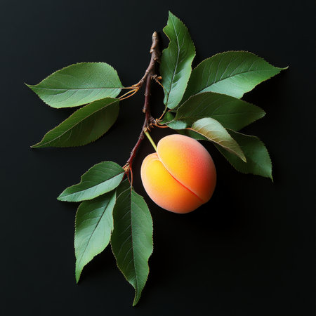 Aromatic Apricot Isolated on Black Background, Nature s Delight and Perfect for Healthy Recipesの素材