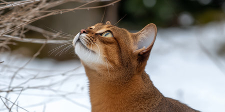 Charming Abyssinian Cat with Bright Eyes Curiously Gazing Upwards in a Snowy Winter Wonderland Sceneの素材