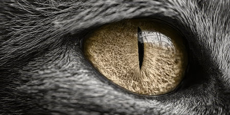 Stunning Close-Up of a Cat s Eye with Intricate Details and Reflections, Capturing Its Wild Beautyの素材