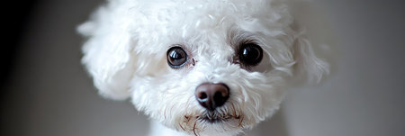 Adorable White Bichon Frise Puppy with Expressive Eyes and Gentle Charm in Close-Up Portraitの素材
