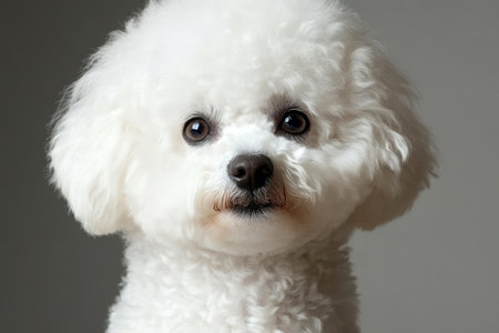 A Beautiful Bichon Frise Breed Dog Posing for a Close Up Portrait with Pure White Fur and Charmの素材