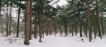 Serene winter wonderland landscape in tranquil snow covered Nordic forest with majestic old treesの素材