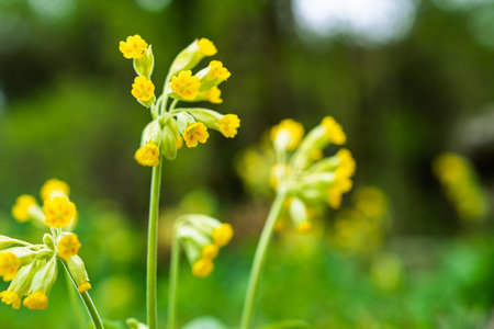 Lush Meadow Adorned with Vibrant Yellow Cowslip Flowers in Springtime Delight, Nature s Giftの写真素材