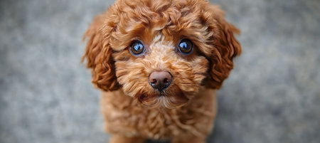 Adorable Brown Poodle Puppy With Sweet Expression Gazing Intently in Close-Up Portraitの素材