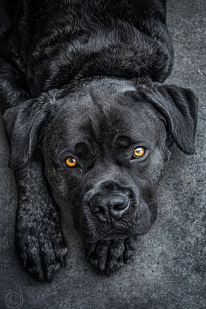 Adorable Brindle Coat Boxer Dog with Bright Golden-Yellow Eyes Resting on a Cozy Rug in Home Settingの素材