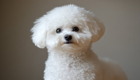 Charming Closeup of an Adorable Bichon Frise Dog with Expressive Eyes and Fluffy White Furの素材