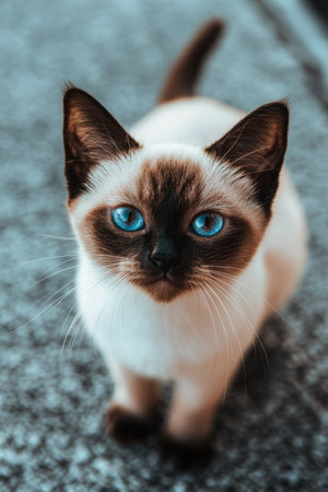 Captivating Burmese Cat Portrait Close-up of Charming Feline with Intense Blue Eyes and Soft Furの素材