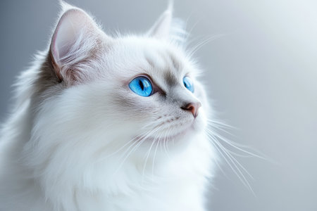 Close-Up Portrait of a Ragdoll Cat with Striking Blue Eyes on a Soft Neutral Backgroundの素材