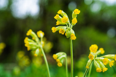 Delicate Yellow Cowslip Flowers Blooming in Springtime Meadow. Floral Beauty and Freshnessの写真素材