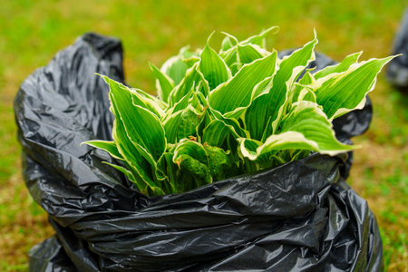 Variegated Hosta Plant in Black Plastic Bag Fresh Greenery for Gardening, Springtimeの写真素材