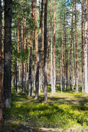 Sunlit Scandinavian Forest Serene Woodland Scene with Towering Pine Trees and Green Undergrowth
