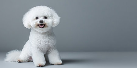 Adorable Bichon Frise Dog Portrait Showcasing Its Expressive Eyes and Playful Personality on Grayの素材