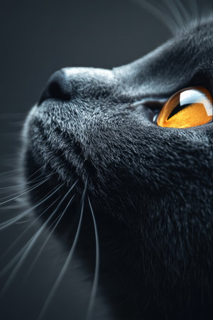 Charming Gray Cat Portrait with Striking Golden Eyes and Playful Expression Against Soft Backgroundの素材