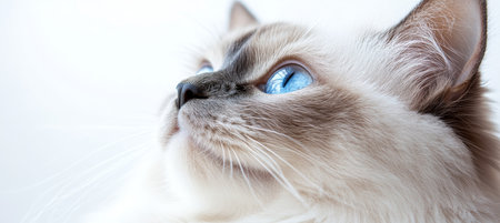 Charming Ragamuffin Cat with Striking Blue Eyes Posing Elegantly Against a Pristine White Backgroundの素材