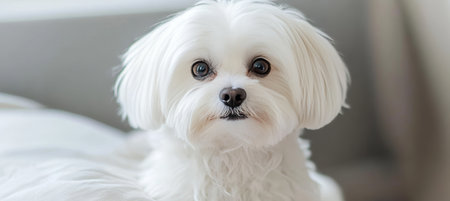 Charming Maltese Dog with Expressive Eyes Posing Calmly, Evoking Purity and Gentle Emotionsの素材