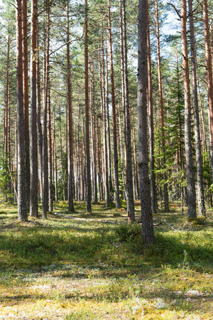 Forest Tranquility Sunlight Filtering Through Tall Pine Trees in Woodland Scene