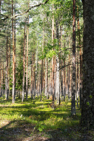 Enchanting Forest Landscape Sunlight Filtering Through Tall Trees in a Serene Woodland