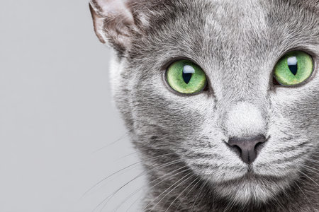 Majestic Gray Cat with Captivating Eyes and Luxurious Fur, Exuding Serenity and Elegance in Portraitの素材