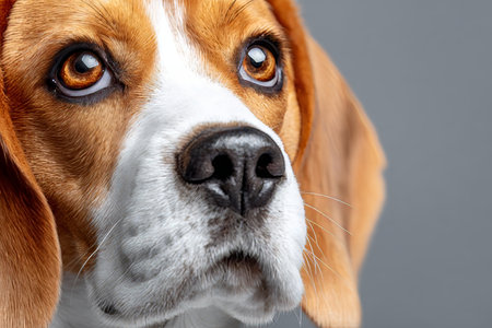 Close-up Portrait of a Beagle Showcasing Its Charming Expression Against a Soft Neutral Backgroundの素材