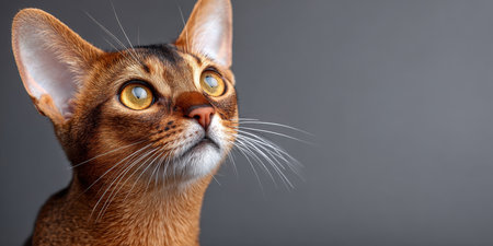 Charming and Expressive Portrait of a Singapura Cat in a Studio Setting with Grey Backgroundの素材