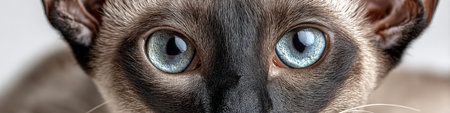 Dramatic Close Up of Enchanting Siamese Cat with Striking Blue Eyes and Serene Intense Gazeの素材