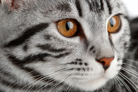 Stunning Close-up of an American Shorthair Cat with Expressive Amber Eyes on White Backgroundの素材
