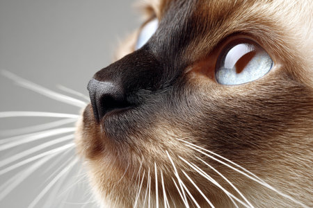 Beautiful Siamese Cat with Striking Blue Eyes and Whiskers Posing Against a Soft Grey Backgroundの素材