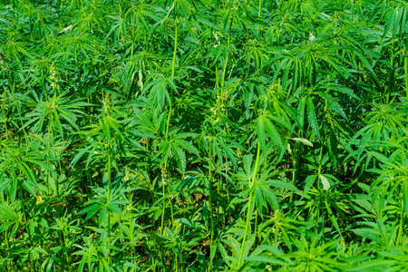 Lush Green Field of Cannabis Plants Thriving Under the Summer Sun, Cultivated for Hemp Productionの写真素材