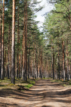 Sun-Drenched Pathway Through Majestic Forest of Tall Pine Trees in Summer Season Landscapeの写真素材