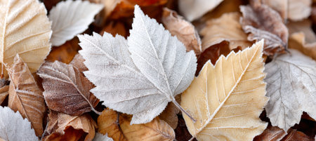 Charming Close-Up of Autumn Leaves Blanketing the Forest Floor with Glistening Frost in Winterの素材