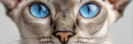 Exotic Sphynx Cat Head with Captivating Azure Gaze, Bald Fur, and Adorable Close Eye Contactの素材