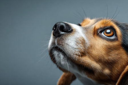 Charming Beagle Portrait with Intense Gaze and Tricolor Coat Against a Soft Gray Backgroundの素材