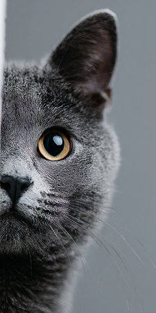 Charming Russian Blue Cat with Piercing Green Eyes, Close-Up of a Beautiful Domestic Kittenの素材