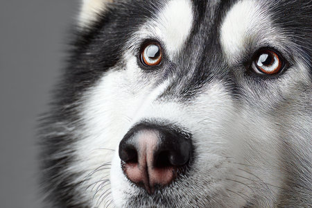 Close-Up of a Siberian Husky with Soulful Eyes and Captivating Charm for Animal Projectsの素材