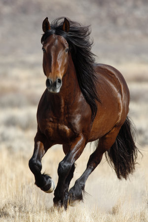 Majestic Brown Horse Galloping Across Open Field, Showcasing Power and Grace in Full Flightの素材