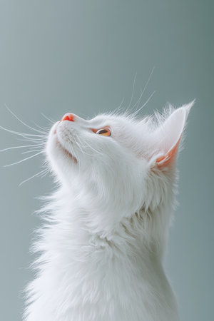 Stunning Ragdoll Cat Portrait Capturing Its Beautiful Expressiveness Against a Soft Gray Backgroundの素材