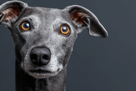 Graceful Gray Greyhound with Elegant Posture, Captivating Headshot, Expressive Face and Charmの素材