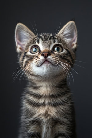 Adorable Wide Eyed Tabby Kitten Adopts a Curious Expression in Serene Studio with Gray Backgroundの素材