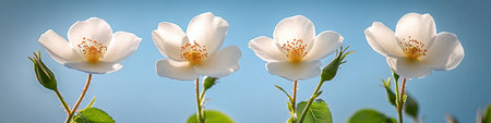 White dog rose blossoms against ethereal blue, showcasing spring floral elegance and natural beauty.の素材